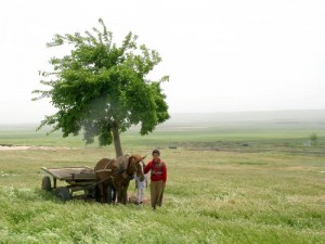 nera-urfa-horse-boy
