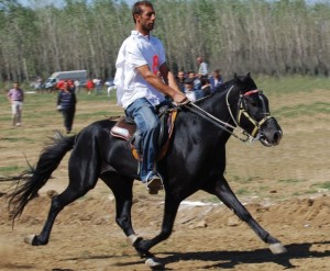 rahvan-horse-winning