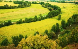 fields