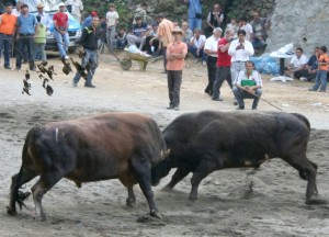 barhal-bullfight