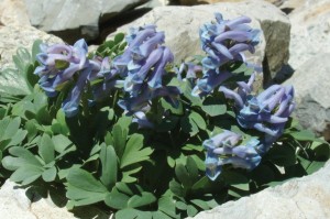 blue-corydalis
