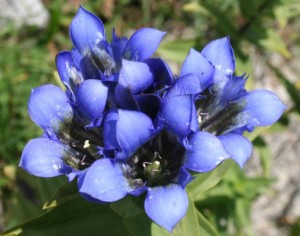 okuz-yatagi-gentian