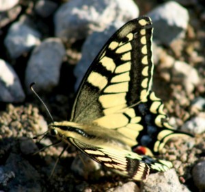 yaylalar-swallowtail